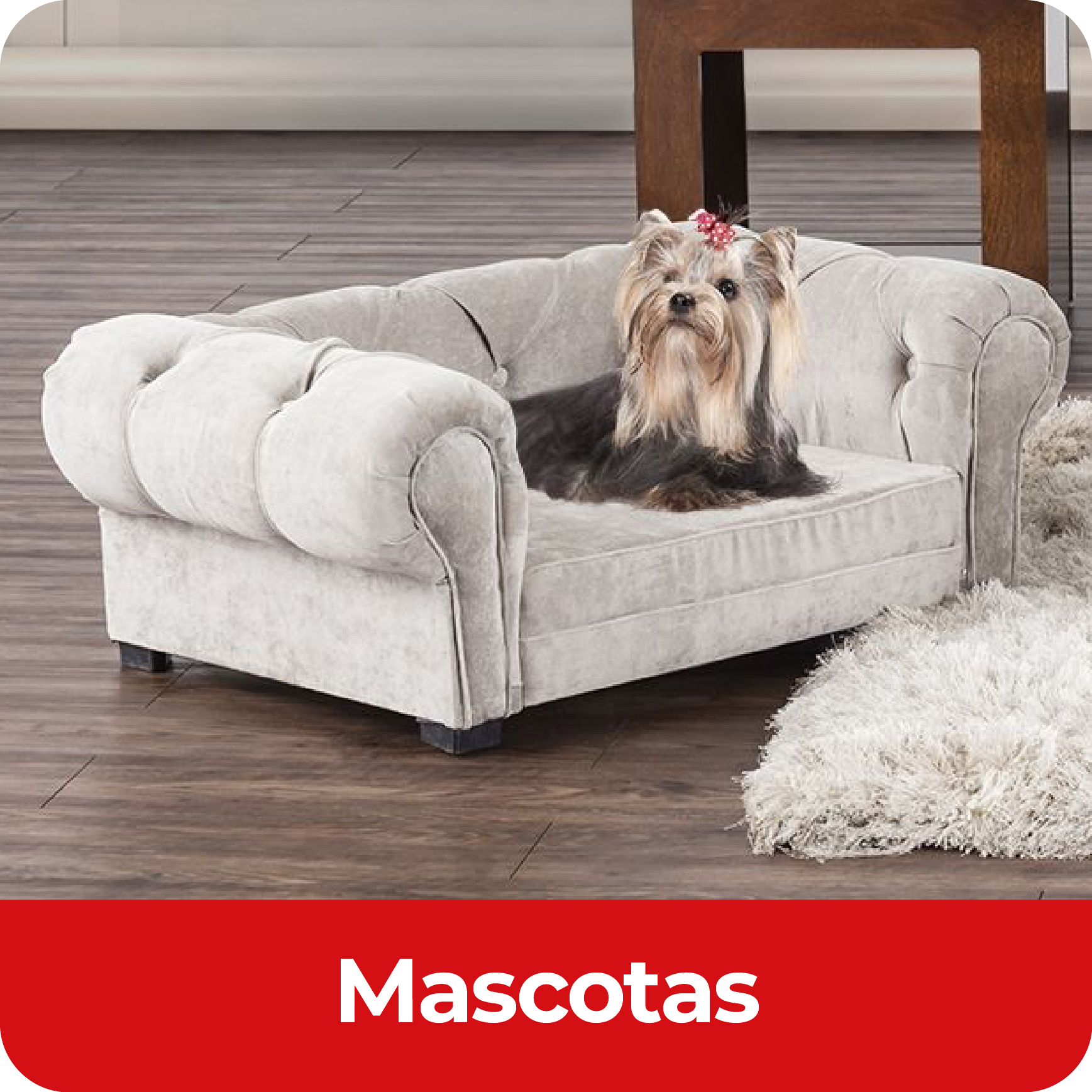 19_Nov_Ultima_oportunidad_Mascotas_10